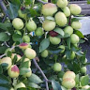 Meet your Posher, Steve